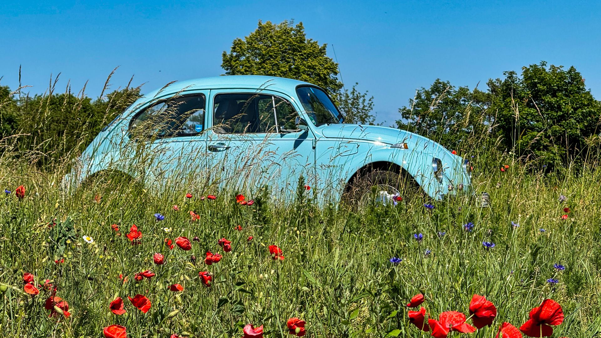 Wir wünschen einen schönen Sommer.