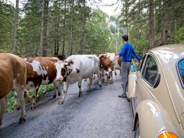 Trip up to Iffigenalp