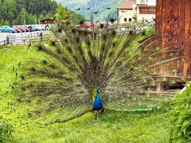 Melag in the Langtauferer Valley