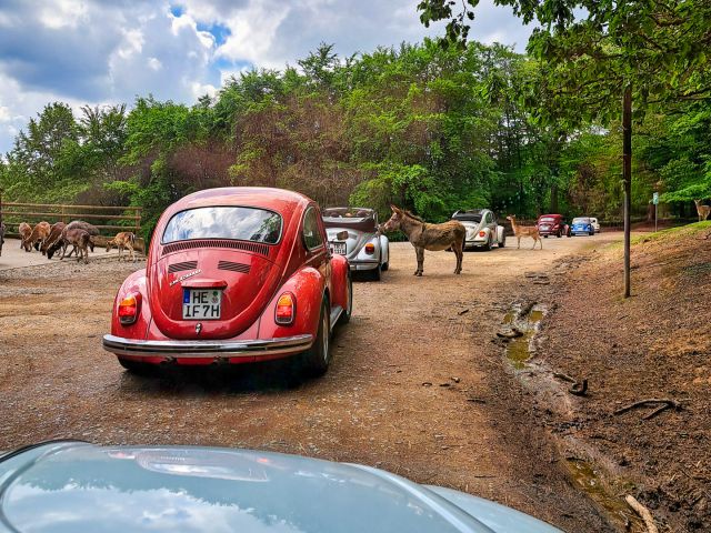 Daun Wildlife and Adventure Park