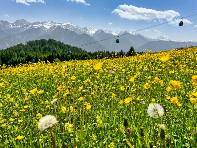 Mountain meadow