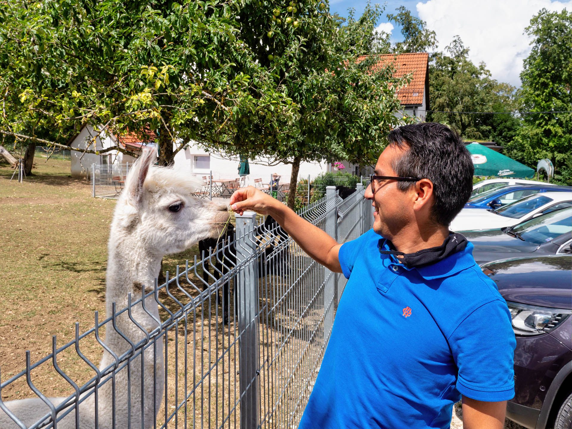 Alpacas bei der Waldgaststätte Zum Schillerstein