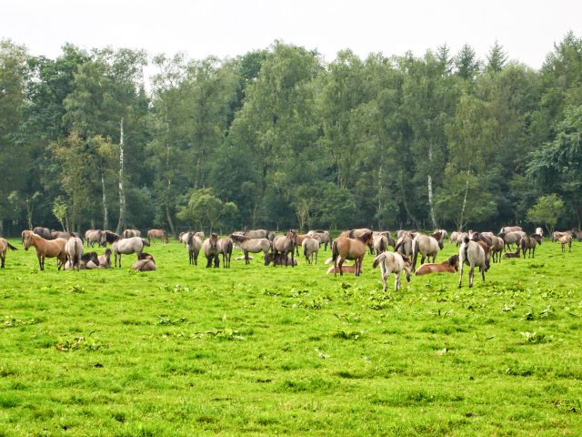 Wild horses in the Merfelder Bruch