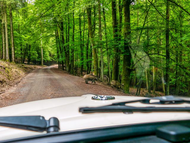 Wild- und Erlebnispark Daun