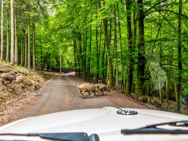 Wild- und Erlebnispark Daun