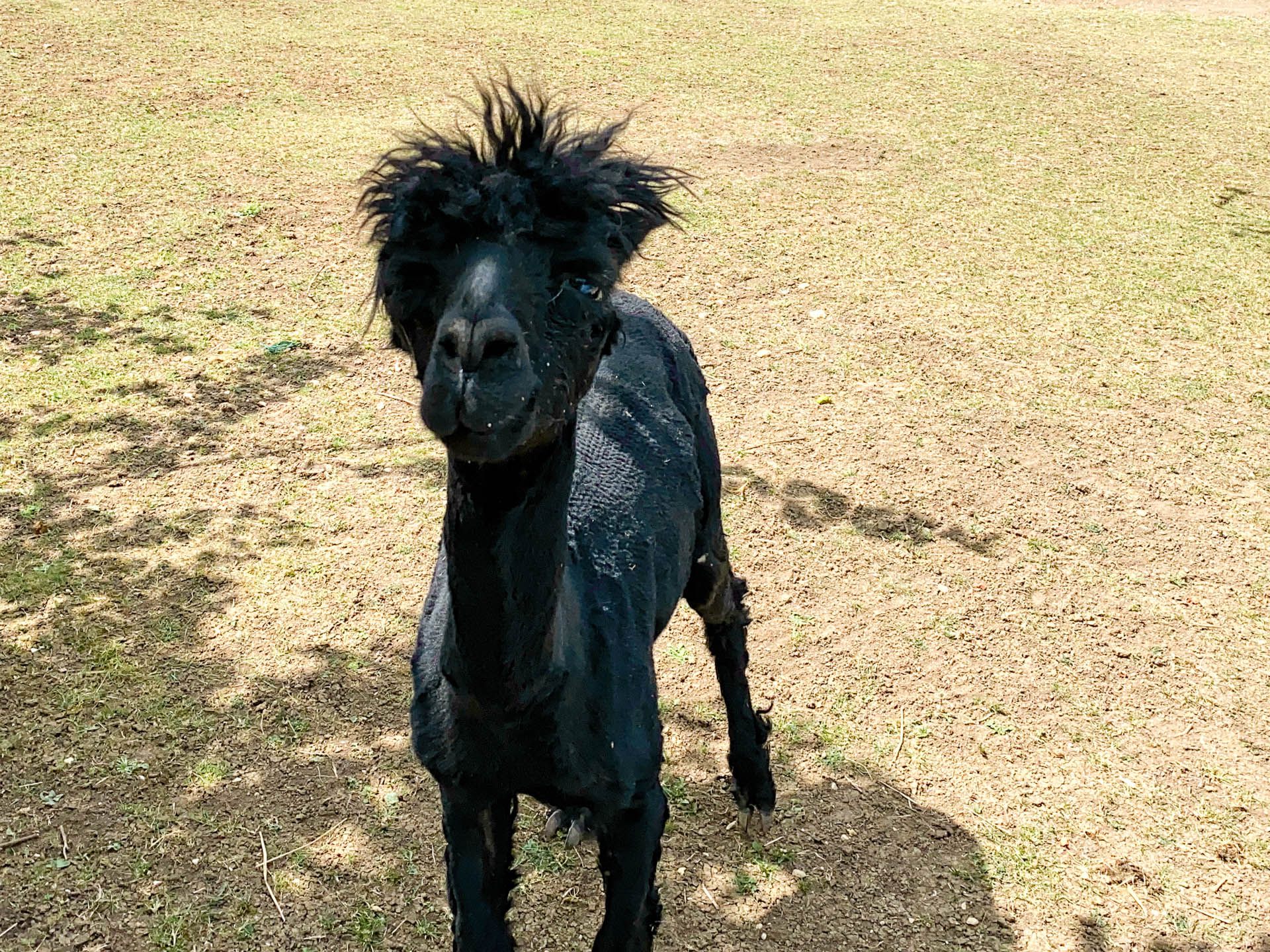 Alpacas bei der Waldgaststätte Zum Schillerstein