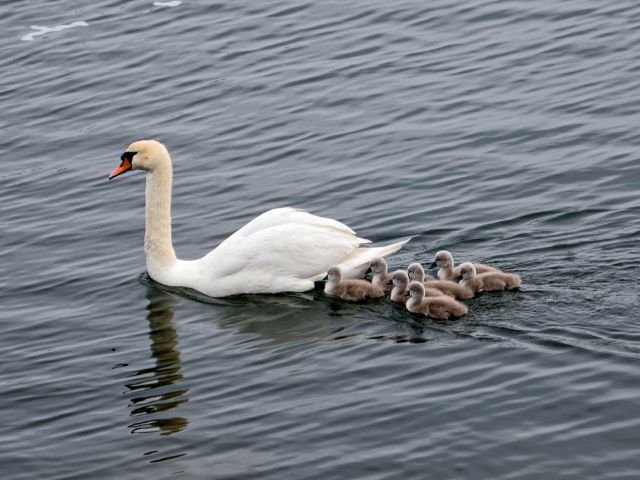 Cisnes en el Graswarder