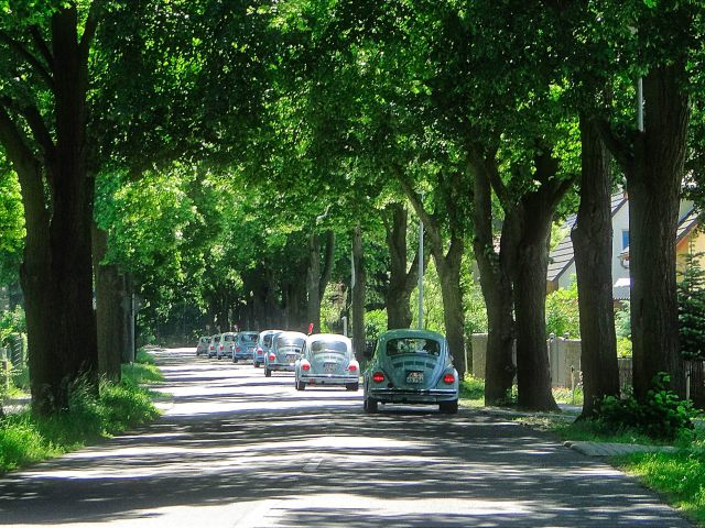 Fahrt durch eine Allee