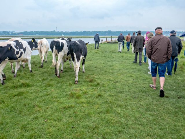 La naturaleza y las vacas del Graswarder