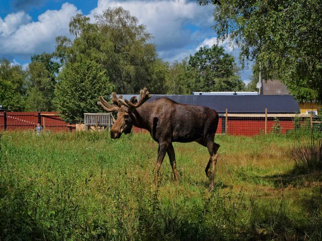 In the moose park