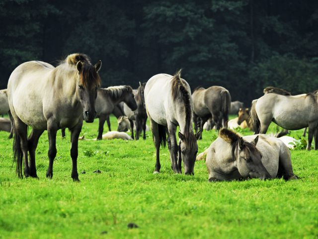 Wild horses in the Merfelder Bruch